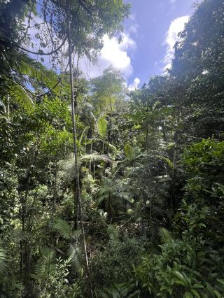 Daintree Rainforest