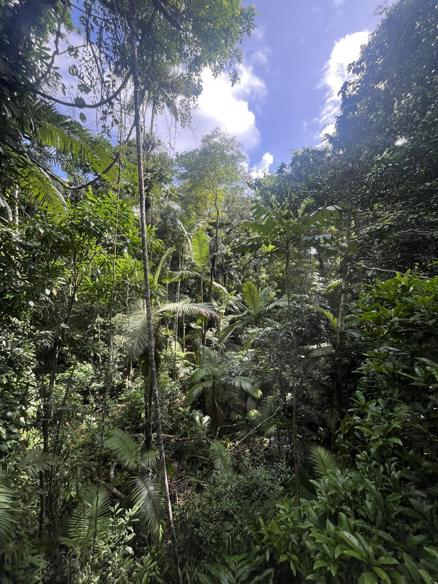 Daintree Rainforest