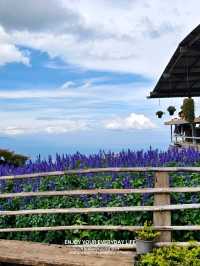 泰北小眾花園梯田拍攝地