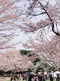 Blossom Bliss at Yoro Park: Nature’s Pink Symphony