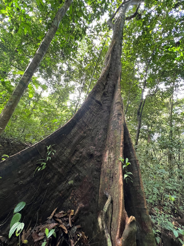 【Mulu Adventure：走进砂拉越的奇幻之境】 🌏⛰️🦇🌿