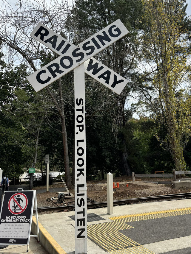 Puffing Billy train ride and Penguin Parade in Australia!