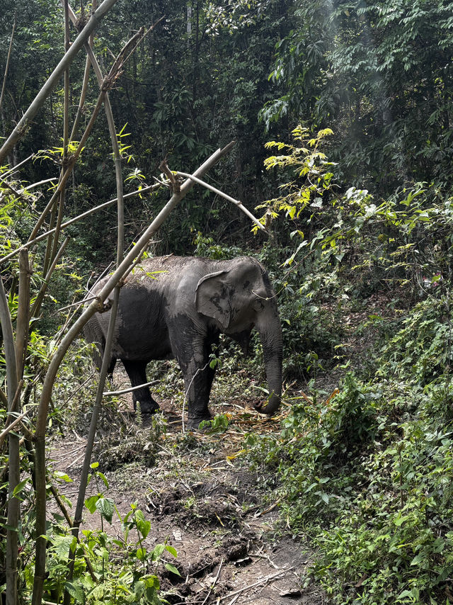 Best Elephant Sanctuary in Thailand