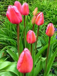 Toronto Music Garden – Where Nature Dances to Bach’s Melody 