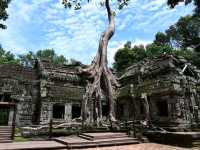 Jungle Ruins and Epic Tree Hugs