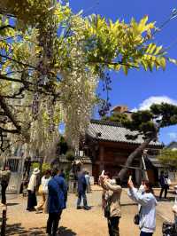 大阪｜到葛井寺看紫藤白藤 1300年11面千手觀音神像近距離參拜