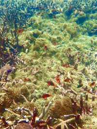 入島無料でニモに会える！？シミランでお得に海の世界を体験しよう🐟💙🌴