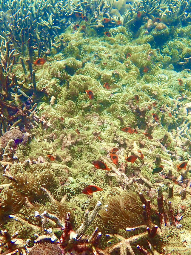 入島無料でニモに会える！？シミランでお得に海の世界を体験しよう🐟💙🌴