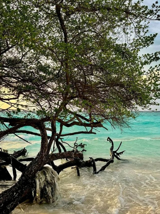 🌴 Cora Cora Maldives – Where Fun Meets Freedom