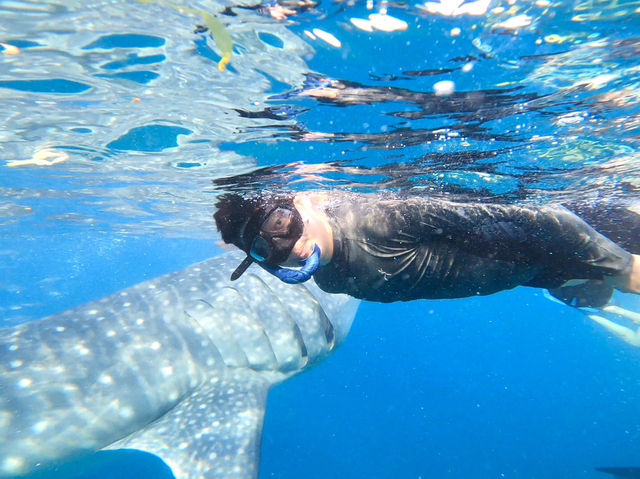 🌊【和海中溫柔巨人四目相對的瞬間】🦈💙