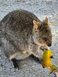 Rottnest Island - Perth Australia