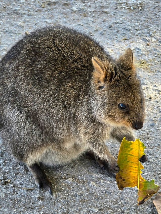 Rottnest Island - Perth Australia