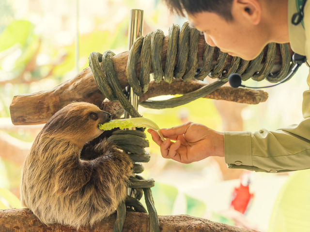 2025全新開幕🦒清遠長隆森林王國，遇見非洲