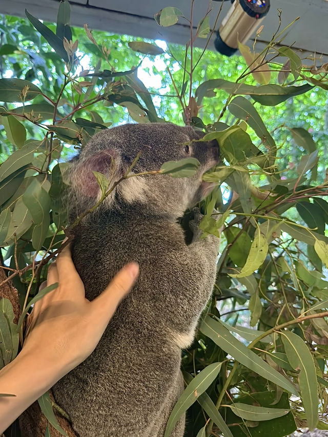 ออสเตรเลีย🇦🇺