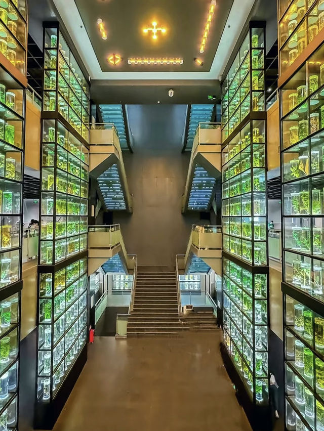 Guangdong Museum of Traditional Chinese Medicine – A Calm Dive into Ancient Wisdom