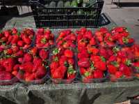 Dolac Market Zagreb
