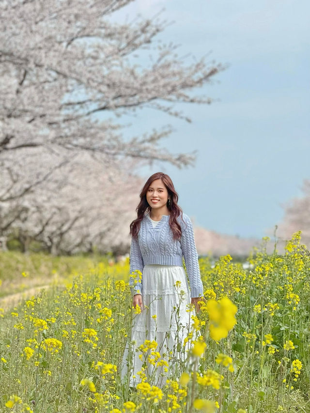 🌸濟州十公里風車花路🌼