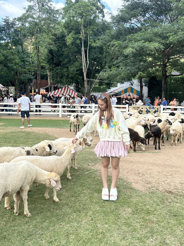 ชมโชว์สัตว์ที่ the scenery vintage farm ราชบุรี