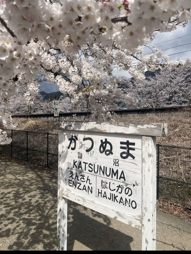 🍇ぶどうの楽園へ！勝沼ぶどう郷で味わう贅沢なひととき🍷