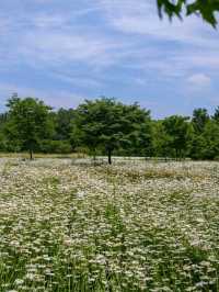 Flower Fields & Chill Walks in Haman’s Bloomy Wonderland
