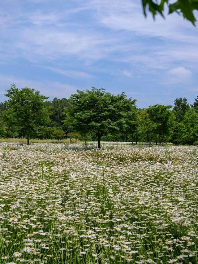 Flower Fields & Chill Walks in Haman’s Bloomy Wonderland