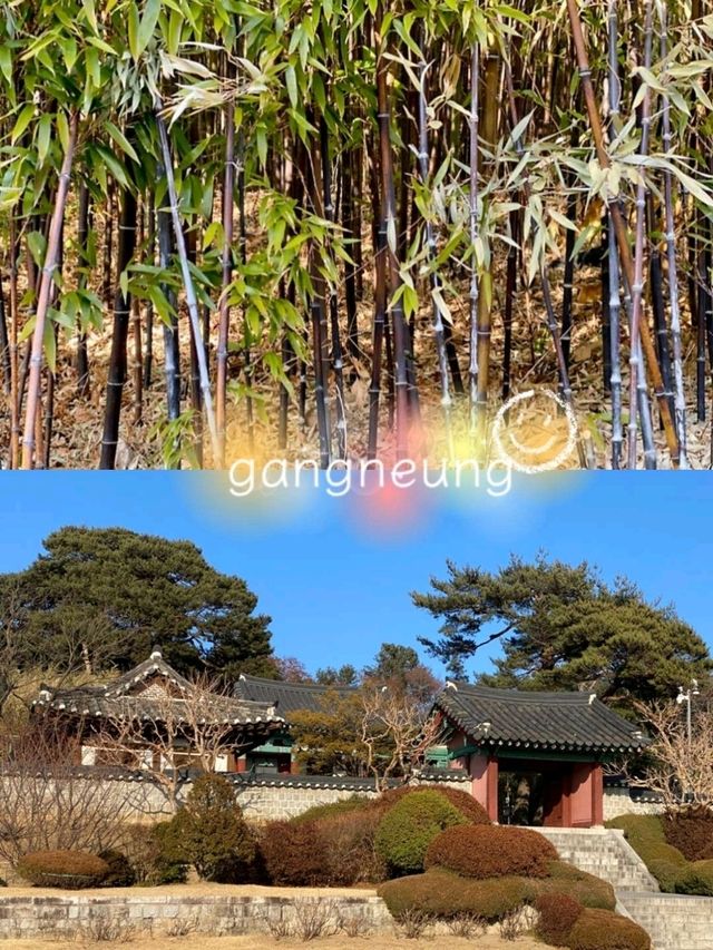  600년 넘은배롱나무가 살고있는💚 오죽헌