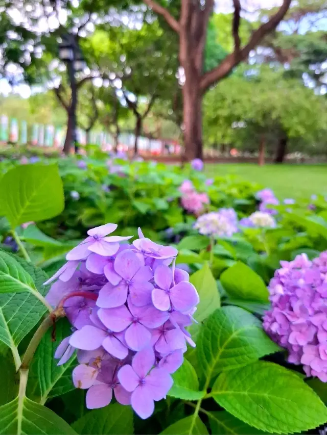 夏日公園的清新