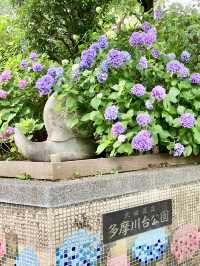繡球花@多摩川台公園