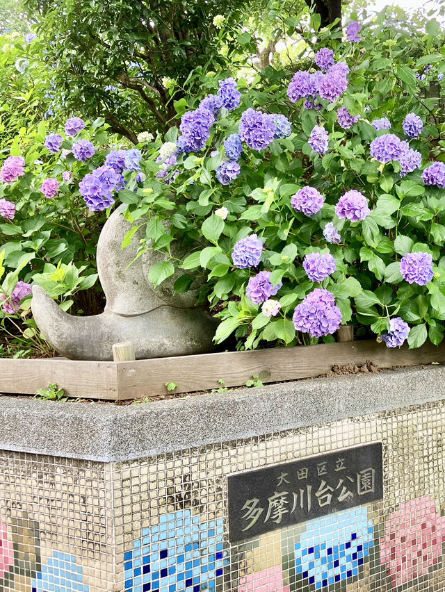 繡球花@多摩川台公園 繡球花@多摩川台公園
