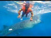 my experience in swimming with the gentle giants in Oslob Cebu
