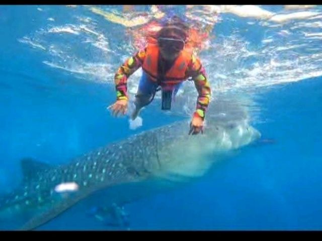 my experience in swimming with the gentle giants in Oslob Cebu