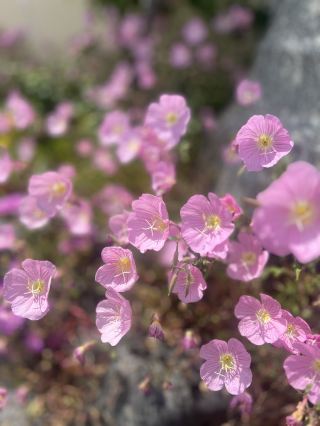 Busan and summer flowers