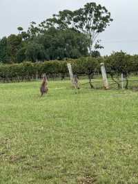 🍇🦘 2D1N Weekend Trip to Hunter Valley – Wine, Views & Balloon Dreams 🎈🍫