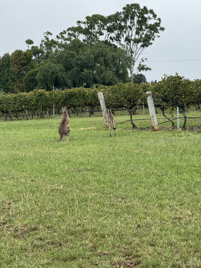 🍇🦘 2D1N Weekend Trip to Hunter Valley – Wine, Views & Balloon Dreams 🎈🍫