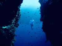 Napaling Reef 自由潛水看沙甸魚風暴