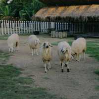 Thames Valley Khao Yai 
