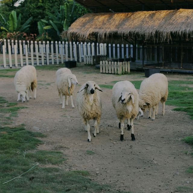 Thames Valley Khao Yai 