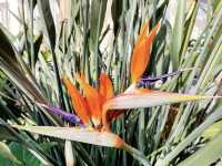 Kew Gardens: A Botanical Oasis in London! 🇬🇧🌿
