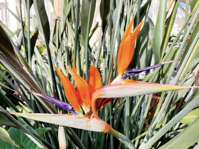 Kew Gardens: A Botanical Oasis in London! 🇬🇧🌿