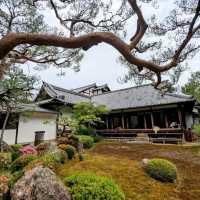 京都 | 青蓮院門跡，東山區優美的賞楓秘境