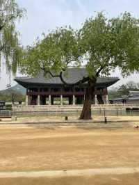 🇰🇷韓国行くなら絶対に行くべき景福宮