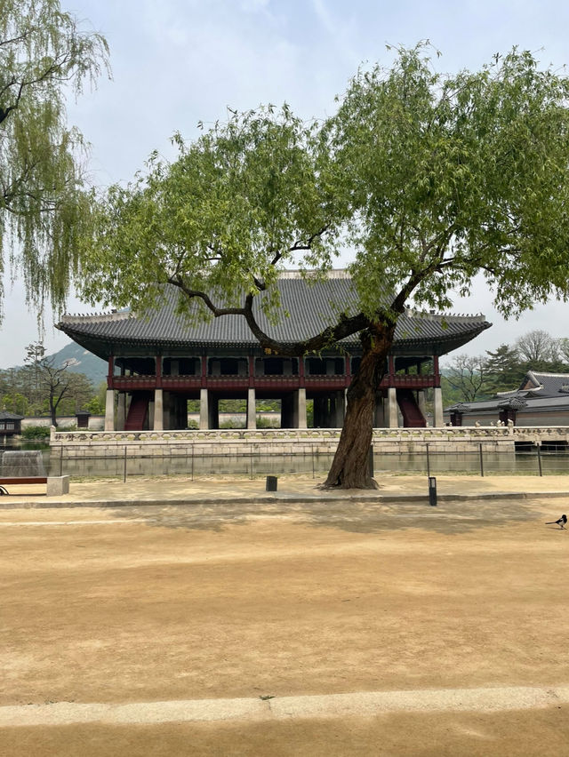 🇰🇷韓国行くなら絶対に行くべき景福宮