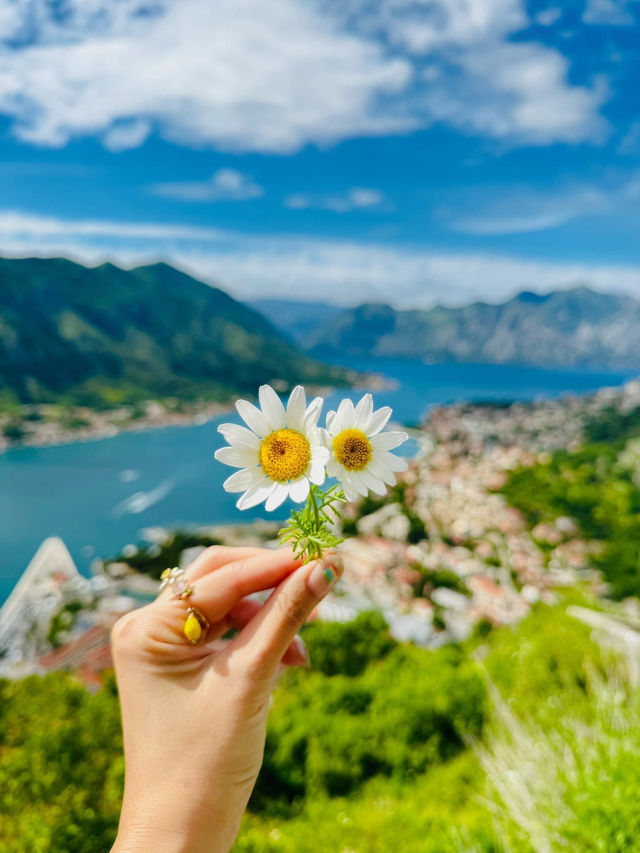 欧洲的后宫花园🏰