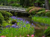 Solo Traveler's Perfect Day at Kenrokuen Garden** 🌸🏯