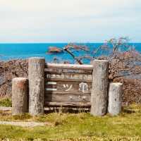 Futatsugame Beach: Shizuoka’s Secret Coastal Paradise – A Solo Traveler’s Escape"** 🌊🐢   
