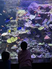 🐠 S.E.A. Aquarium – เปิดโลกใต้ทะเลกลางสิงคโปร์