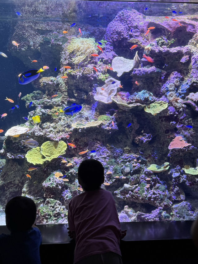 🐠 S.E.A. Aquarium – เปิดโลกใต้ทะเลกลางสิงคโปร์