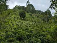 Discover Ban Rak Thai: Thailand's Serene Tea Village by the Lake