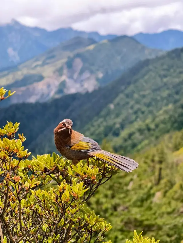 合歡山夏秋之美