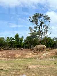 富國島珍珠野生動物園-近距離觀察猛獸，與可愛動物互動餵食